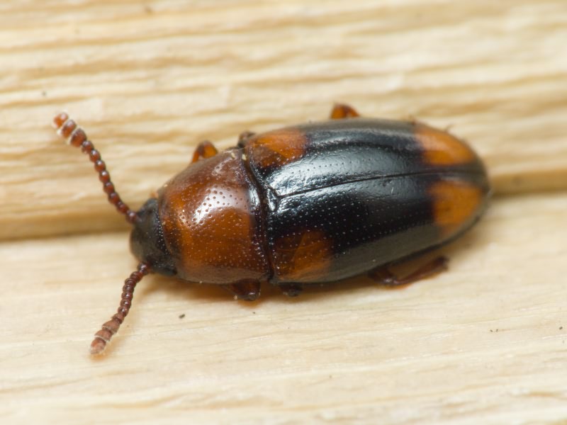 Combocerus glaber (Schaller, 1783)